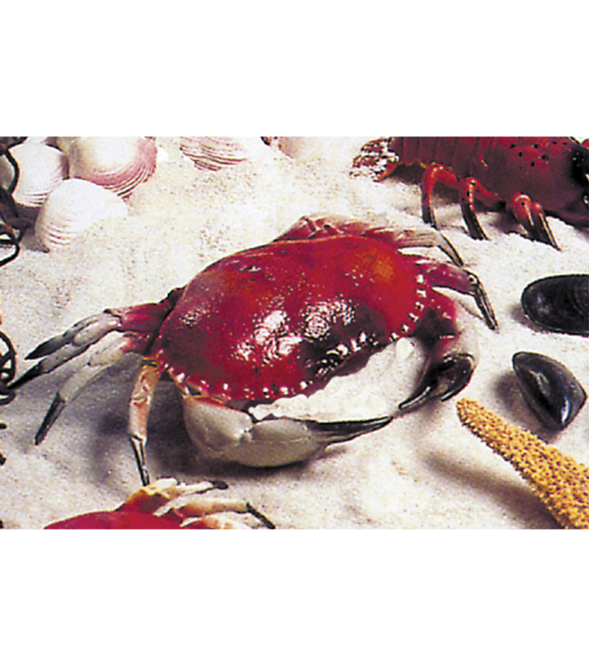 Large Crab Prop 13"